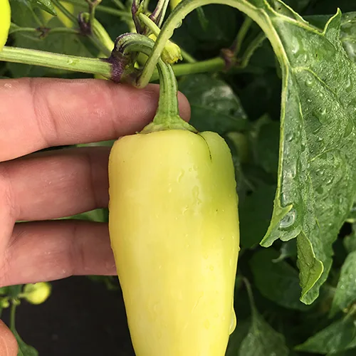 Un nuevo productor se suma a la red de Frescos del Campo